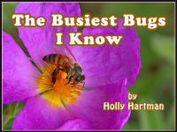 The_Busiest_Bugs_I_Know